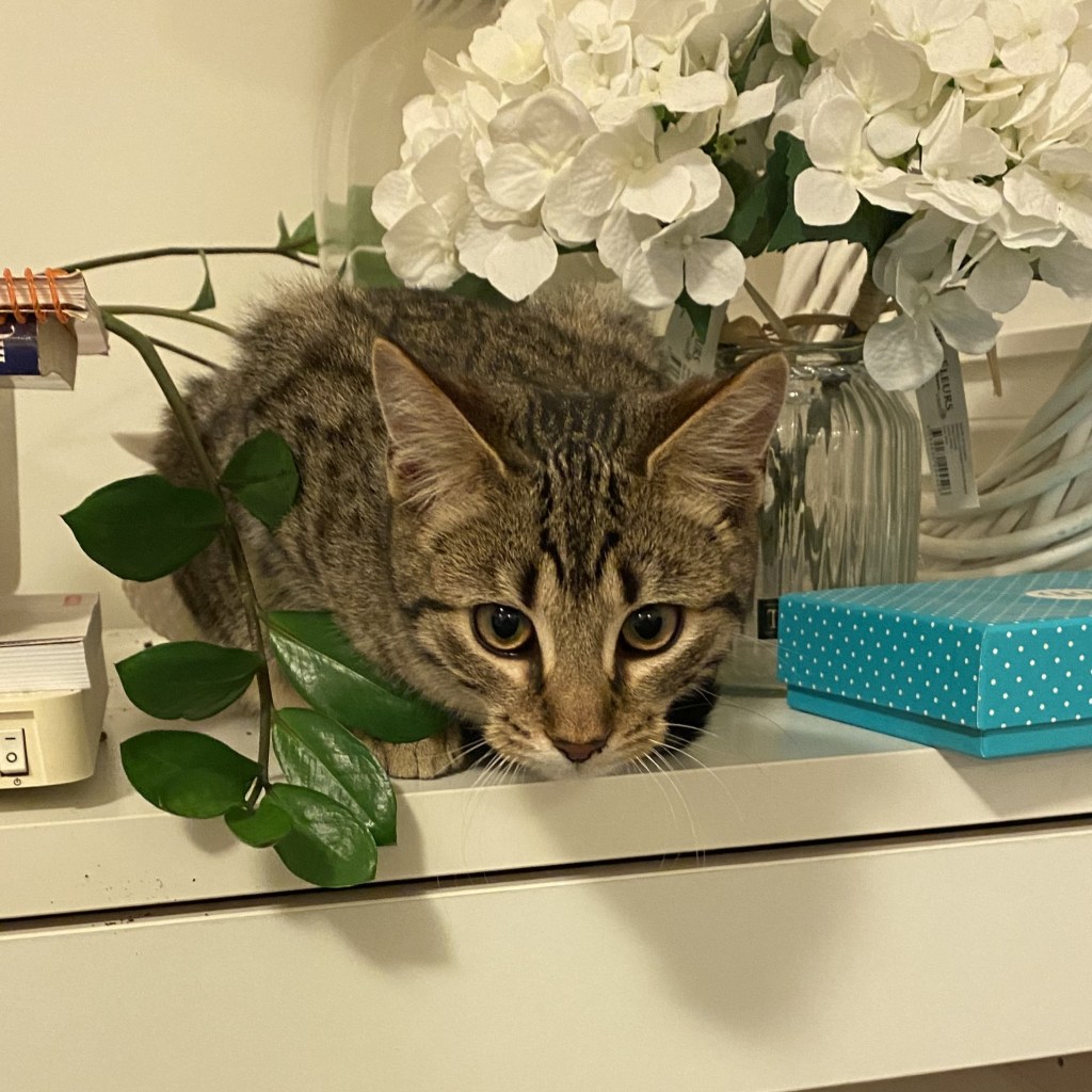 Living with Cats: Chaos, Purrs and Endless&nbsp;Love